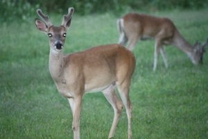 Photo of deer feeding in the meadow.